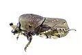 Euoniticellus intermedius