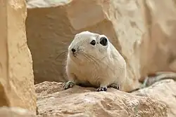 Brown gundi