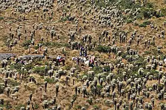 Horseriders on the Páramo