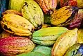 Cocoa— beans are dried, roasted and turned into chocolate balls for tea.
