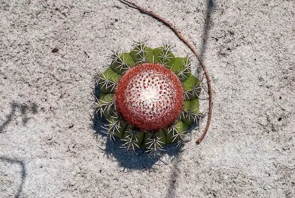 Plant growing in Guarapari, Espírito Santo