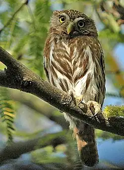 G. b. cactorum northwest Mexico