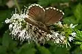 Imago, upperside