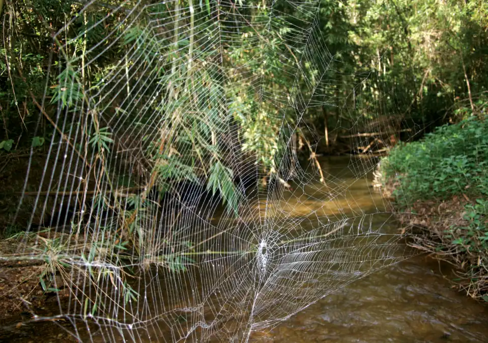Web of C. darwini