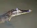 Spectacled Caiman in the Tortuguero National Park.