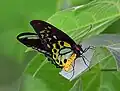 Ornithoptera euphorion