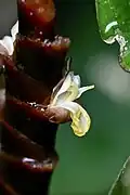 Close-up of flower
