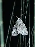 Calathusa basicunea, Australia