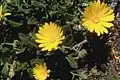 Calendula maritima