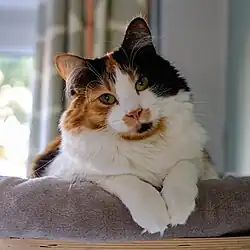 A long-haired adult calico cat
