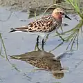 Summer plumage in Japan
