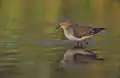 Temminck's stint, Poland