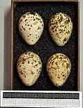 Eggs, collection Museum Wiesbaden