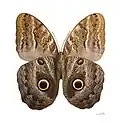 Ventral view