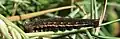 Fifth instar, dark morph