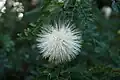A white flower of the same species