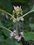 Flowers and buds