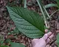 Leaf