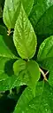 Young leaves of Callicarpa lamii in limestone secondary forest, Talofofo, Guam.
