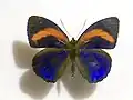 C. e. pastazza, topside