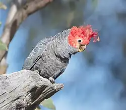 A grey parrot with a red head and crest