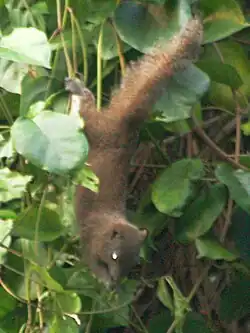Brown squirrel