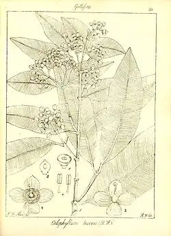 Line drawing of leaves and flowers