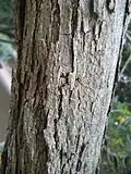 Bark