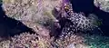 Saron marmoratus, Philippines