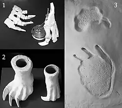 A panel of three photographs, the first showing the construction of physical models of fore- and hind feet, the second showing the ready-made models, and the third the artificial footprints created using these models.
