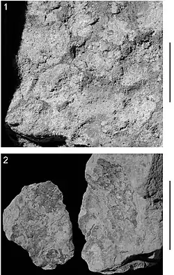 Photographs of rock pieces with polygonal impressions that represent the impressions of scales.