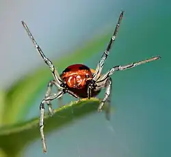 female