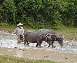 Image 28Water buffalos in the paddy fields (from Agriculture in Cambodia)