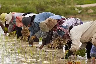 Farmers planting rice in Cambodia