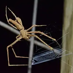 M. camelus