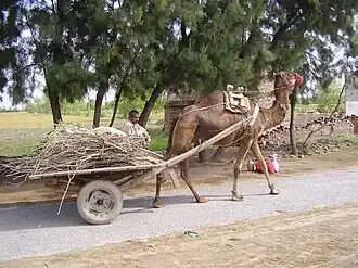 Camel cart