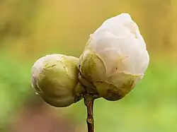 Flower bud