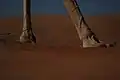 Broad hooves of a camel