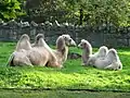 Bactrian camel