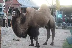 A shaggy two-humped camel