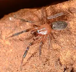 male