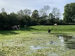 Moated site and fishponds at Great Woolstone, Campbell Park