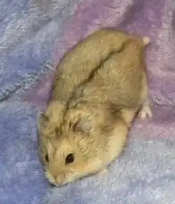 Brown hamster