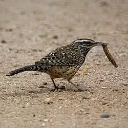A wren holding an insect in its beak while on the ground