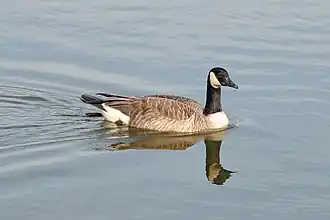 Image 40A Canada goose (Branta canadensis) swimming in Palatine. Photo credit: Joe Ravi (from Portal:Illinois/Selected picture)