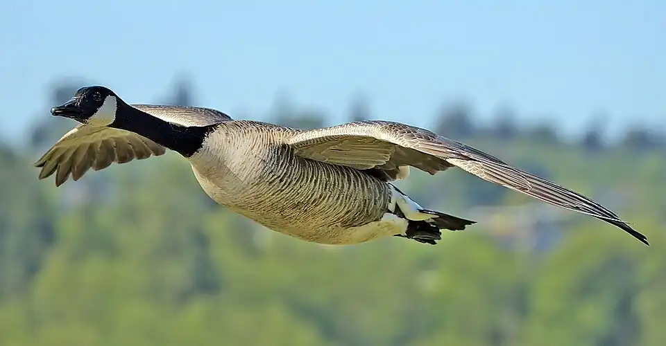 A Canada goose in low flight over snow