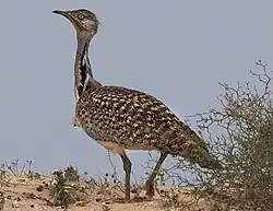 Houbara bustard, El Jable Plains, Lanzarote, Canary Islands