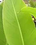 Canna 'Argentina', I. Cooke 1999