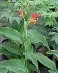 Canna indica buds and leaves
