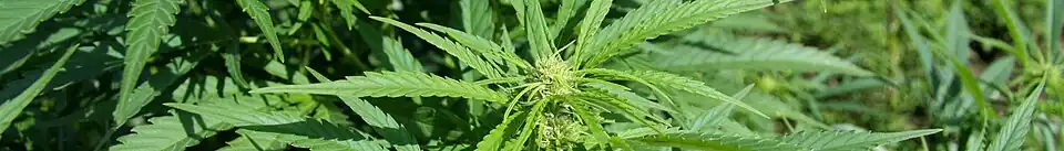 Cannabis sativa